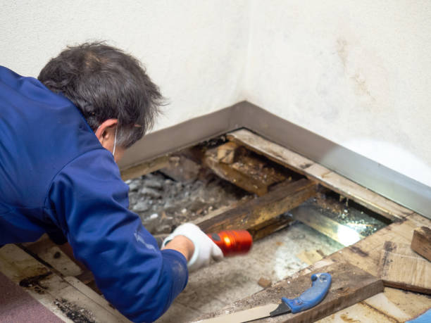 Best Certified Mold Removal  in Carrollton, GA