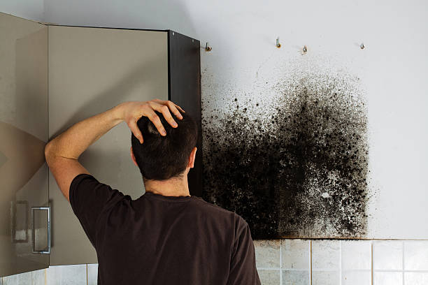 Best Mold Inspection  in Carrollton, GA