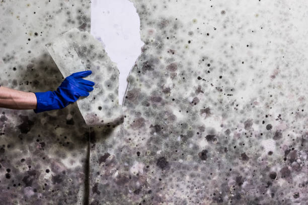Best Emergency Mold Removal  in Carrollton, GA